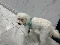 -瑞鹏瑞爱宠物医院·全科·猫科·血液透析中心(龙头寺店)