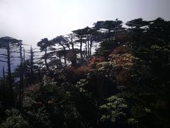 -苍山感通索道