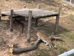 -西霞口神雕山野生动物世界