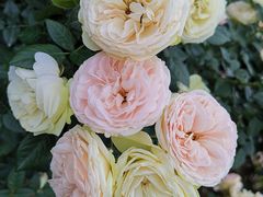 -人民公园(罗湖区)