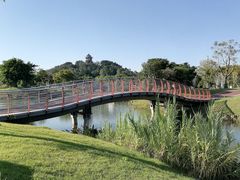 -王借岗森林公园