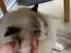 -全心全意连锁动物医院·微创中心·内科急重症·心脏专科(丰管路店)