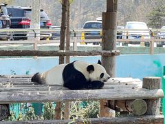 -西霞口神雕山野生动物世界