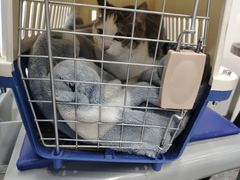 -四月宠物医院·猫专科·心脏专科·内科(转塘店)