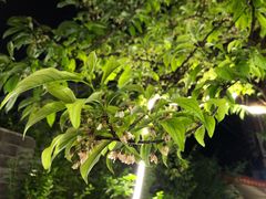 -化龙桥九宫格火锅(清水河店)