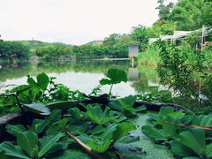 -老木棉·匠园