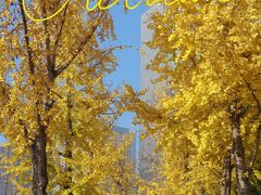 -重庆市江北嘴中央商务区中央公园