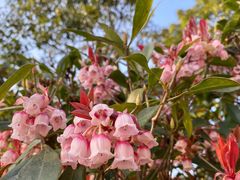 -梧桐山风景名胜区