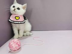 -1013 PET SHOP 宠物商店(近铁城市广场店)