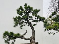 -龙华寺