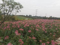 -紫颐香薰山谷景区