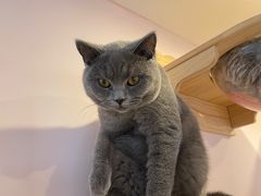 -猫咪派对(江南西店)