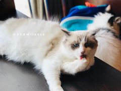 景观位-喵园·猫主题咖啡厅·撸猫·猫咖(国贸店)