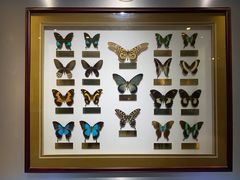 -上海昆虫博物馆