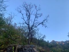 柿子树-南窖乡水峪村山情农家