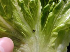 -哆来咪火锅烤肉自助(牌楼店)