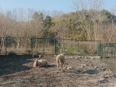 -溱湖国家湿地公园