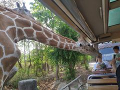 -清迈夜间动物园