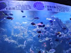 -芜湖新华联大白鲸海洋公园