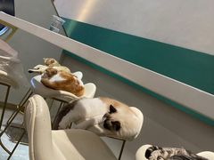-飞行喵MR PILOT|猫舍·猫咖(静安大融城店)