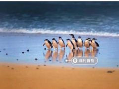 -企鹅岛