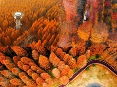 -黄海国家森林公园