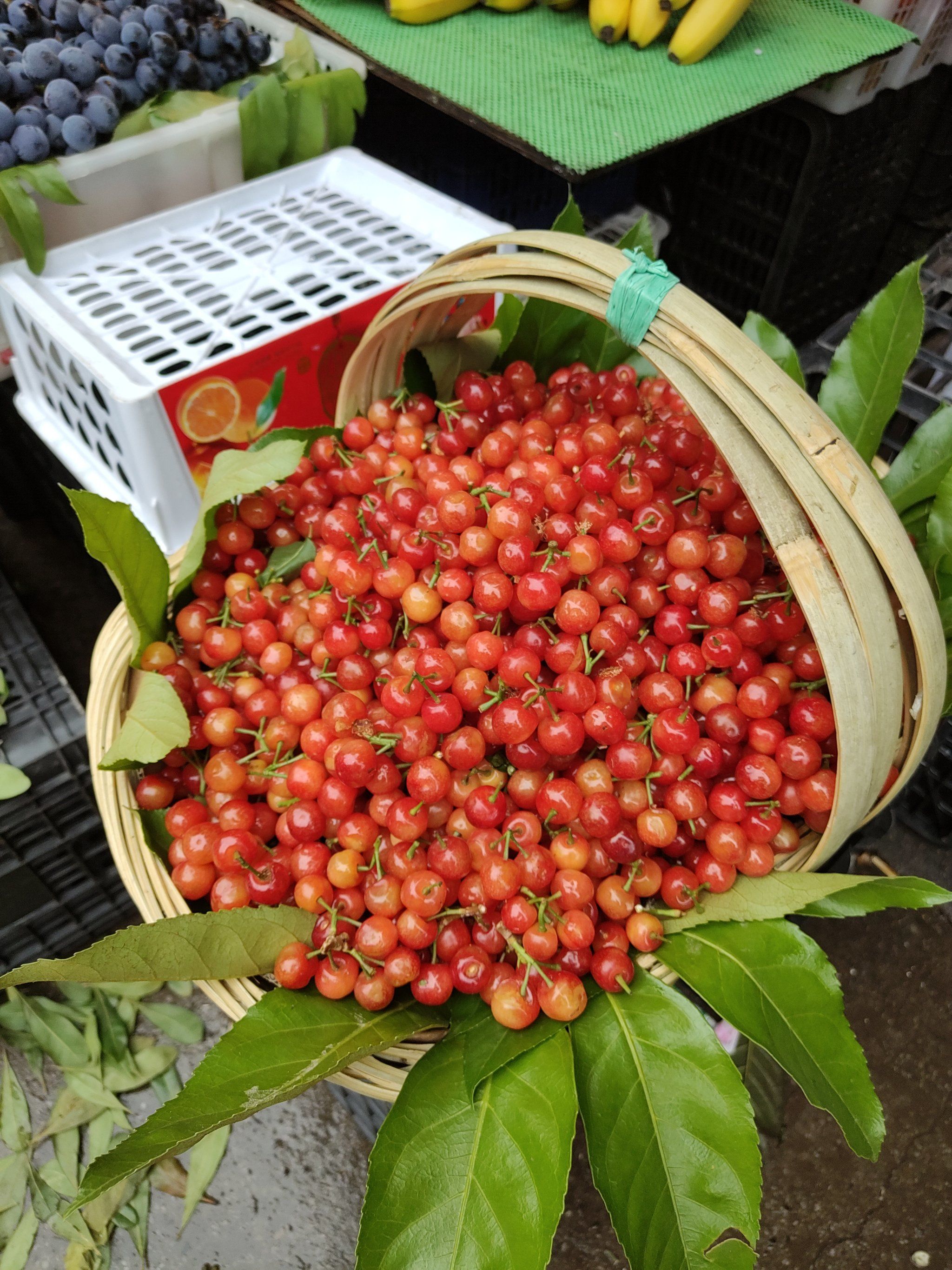 樱桃