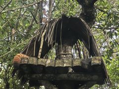 -普洱太阳河森林公园