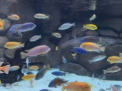 -上海海洋水族馆