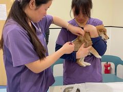 -萌兽医馆·犬猫专科·眼科中心·宠物医院(朝阳门分院)