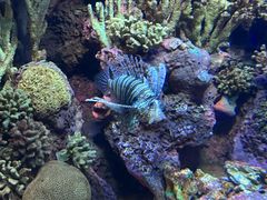 -上海海洋水族馆