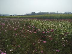 -光明小镇欢乐田园