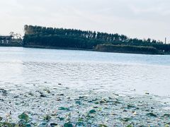 -丁香湖公园