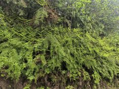 -中国大熊猫保护研究中心雅安碧峰峡基地