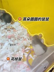 -神奇动物撸宠馆·羊驼·小浣熊·异宠(豫园店)