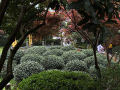 -十八棵（老龙井）御茶园(老龙井店)