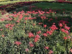 -梁鸿国家湿地公园