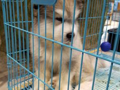 -龟与熊猫宠物公园(南坪店)