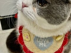 -共舞时光猫咖·狗咖(新街口店)