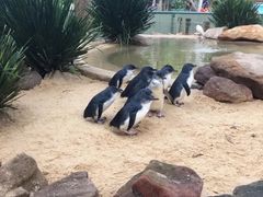 -费瑟代尔野生动物园