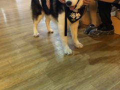 -Husky Go! 哈士奇体验馆·宠物咖啡厅狗咖