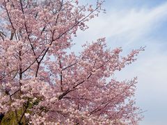 -顾村公园