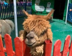 -萌宠亲子动物乐园(槐房万达店)