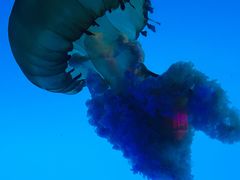 -太平洋海底世界