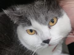 -安安宠医宠物医院·异宠·犬猫内科(岳阳分院)
