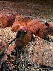 -Zoolung Zoolung动物主题公园(海信广场店)