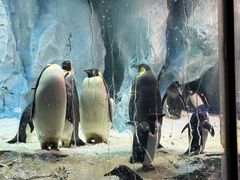 -帝企鹅自助餐厅•儿童岛•真企鹅(长隆企鹅酒店)