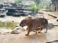 -北京野生动物园