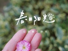 -贡湖湾湿地公园