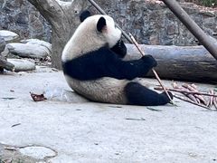 -都江堰中华大熊猫苑